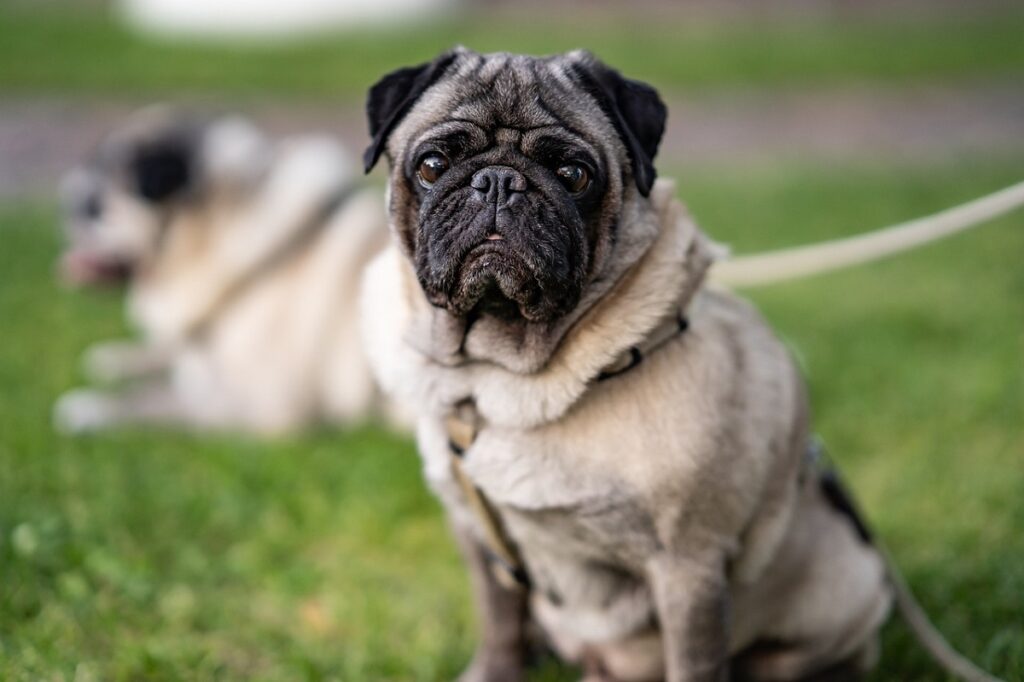 honden vergelijkbaar met Franse bulldogs
