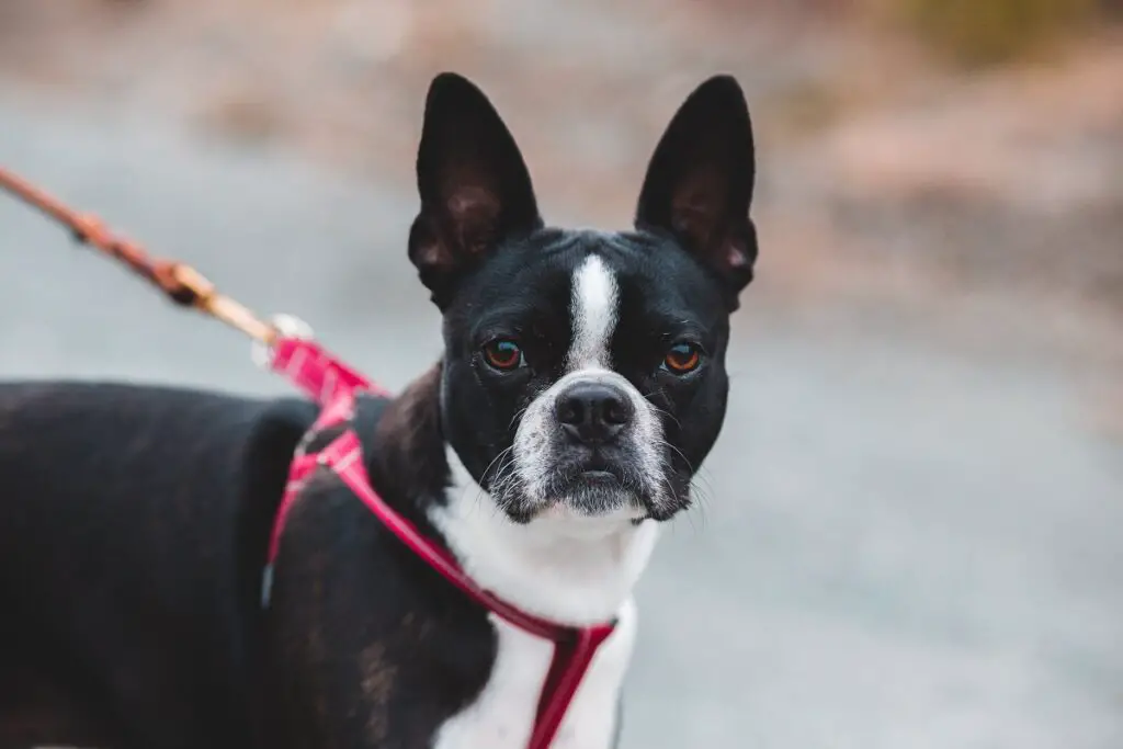 honden vergelijkbaar met mopshonden
