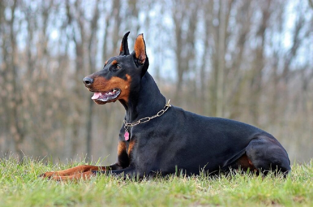 honden die wolven kunnen doden