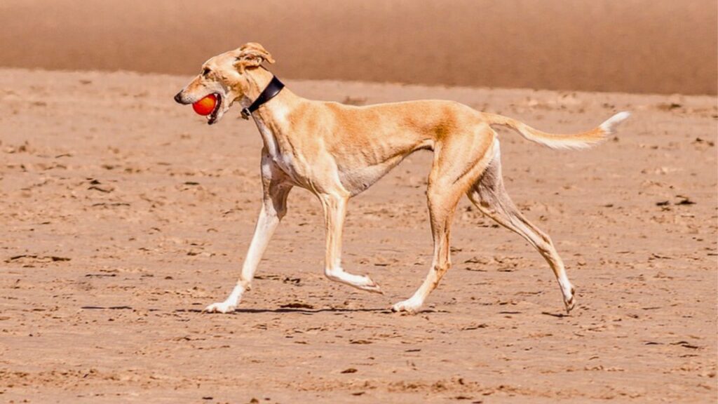 honden die het goed doen in de woestijn
