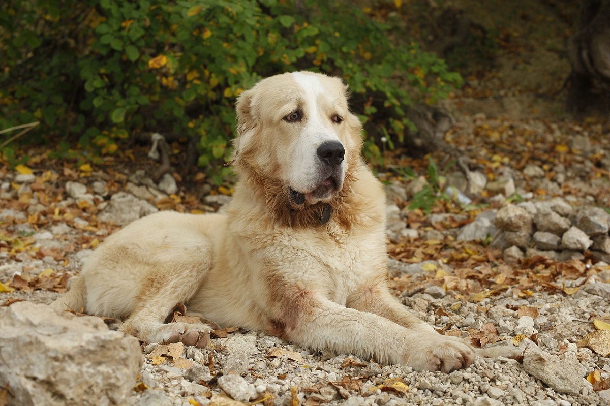 honden die tegen wolven vechten