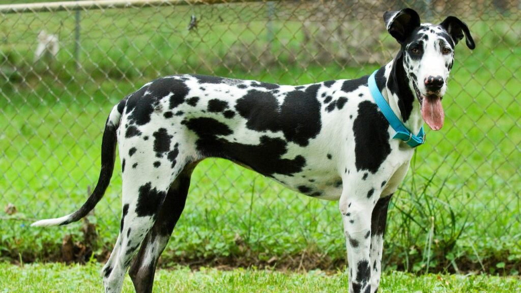 honden die graag knuffelen
