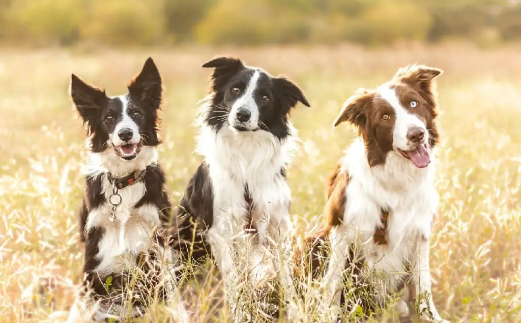 honden die op bordercollies lijken
