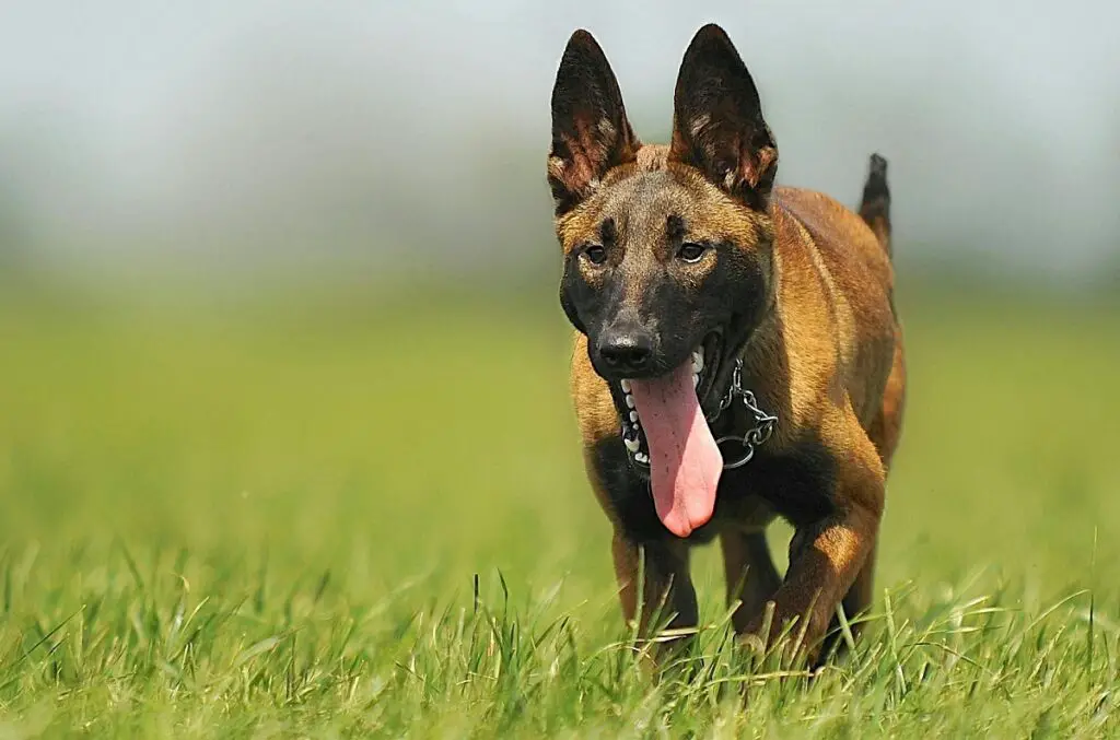 honden met het beste reukvermogen