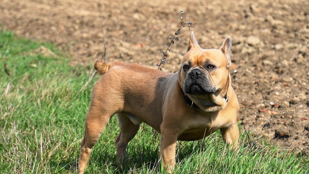 honden met bijgesneden staarten
