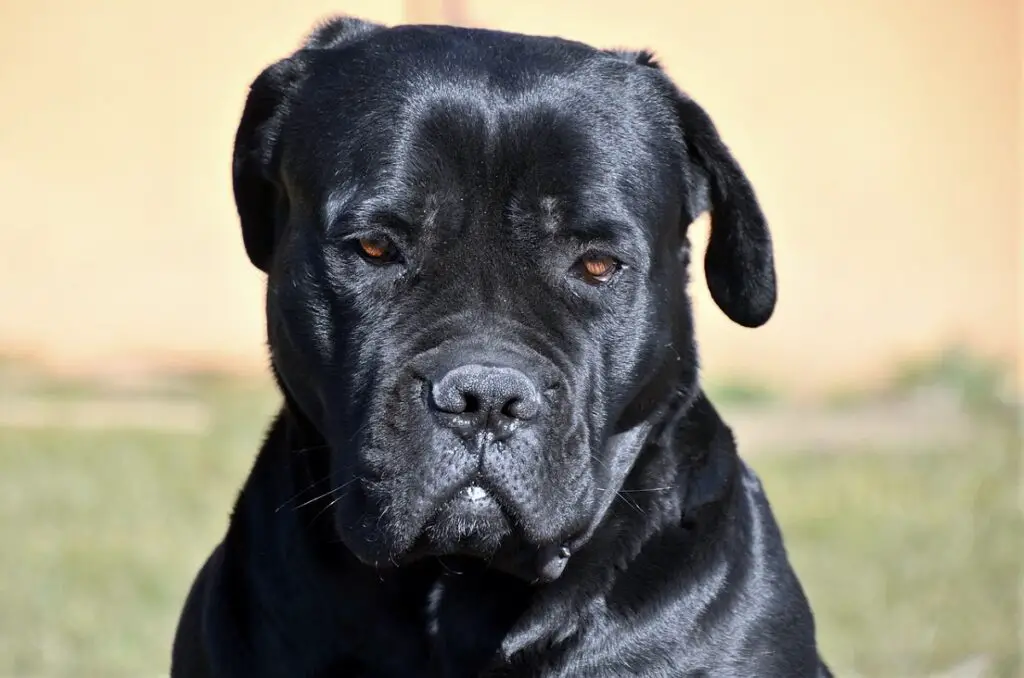 honden met platte gezichten
