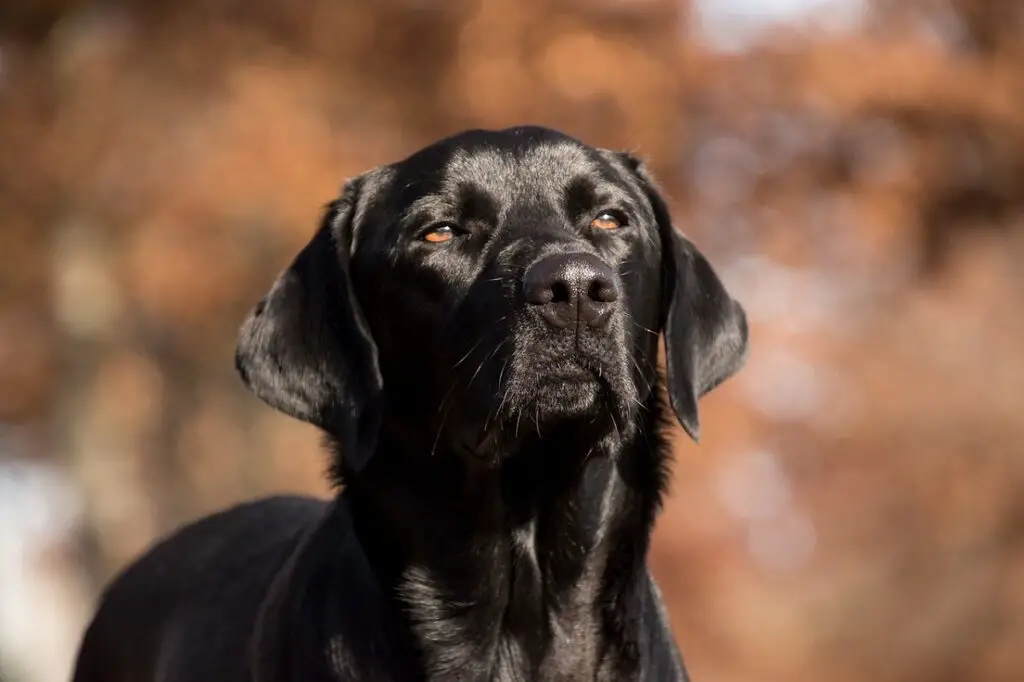 honden met een goed reukvermogen