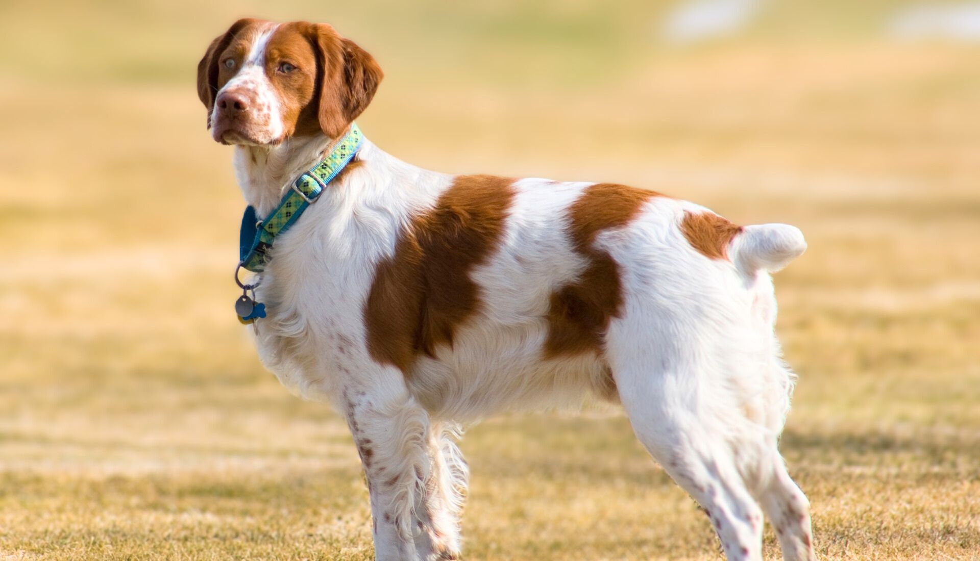 dogs with short tails