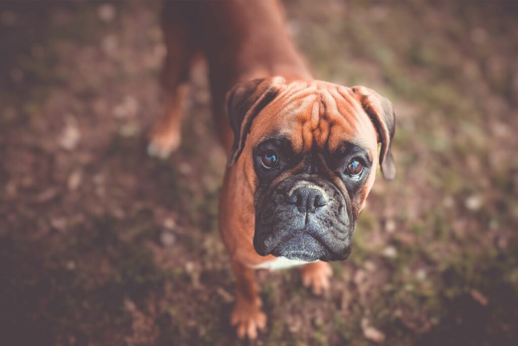 honden met verbrijzelde gezichten
