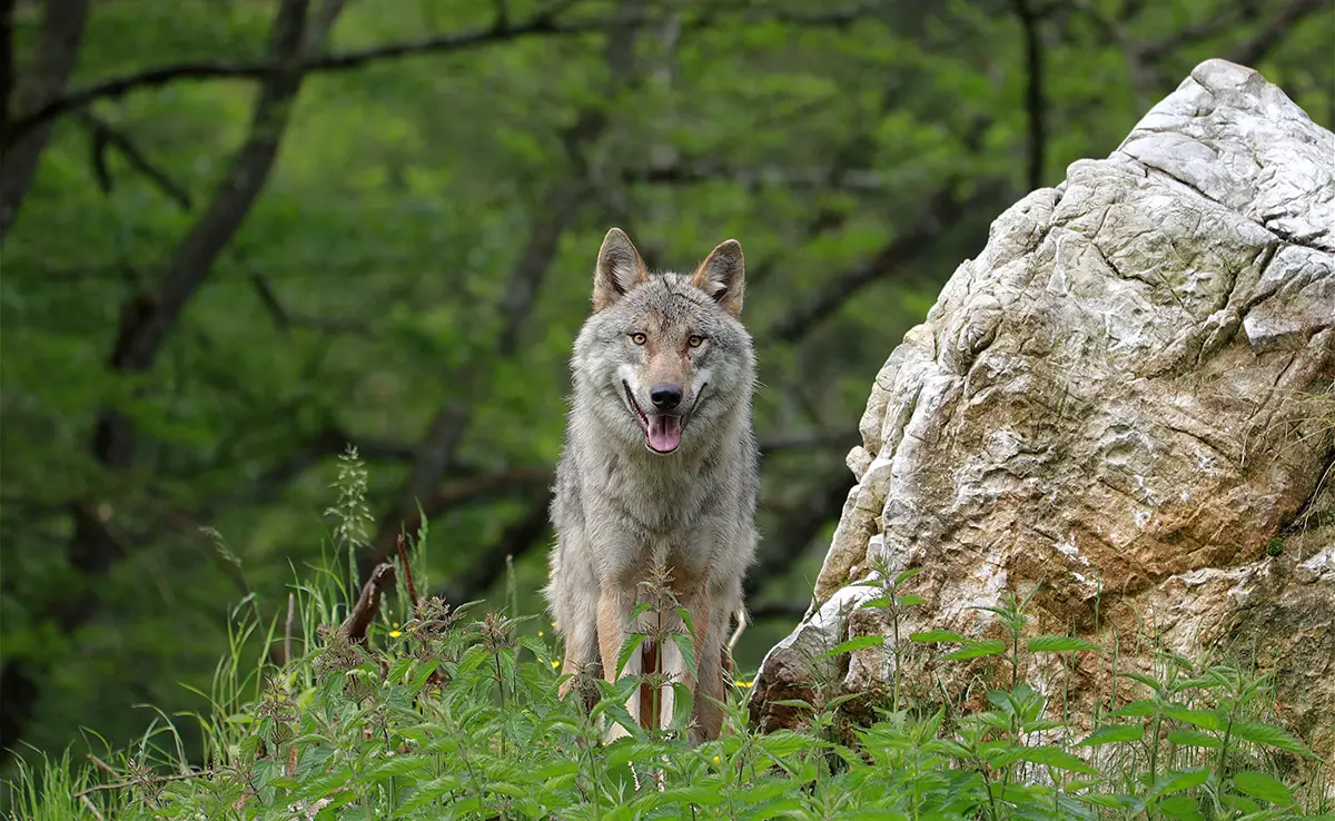 De domesticatie van de wolf: waar, wanneer, hoe?