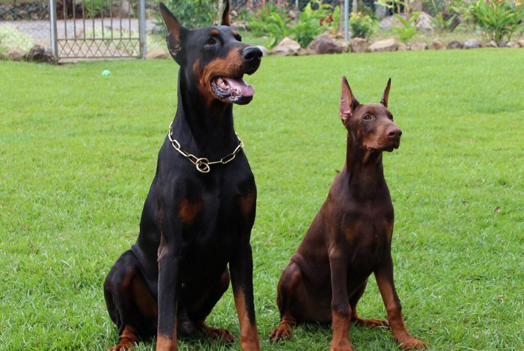 Europese doberman maat
