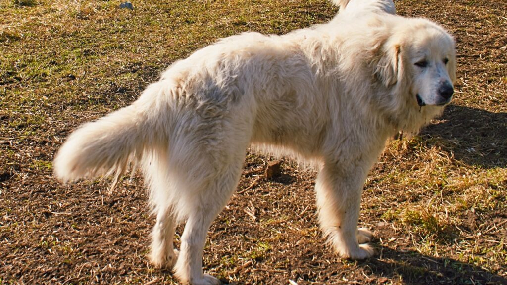 familie waakhonden
