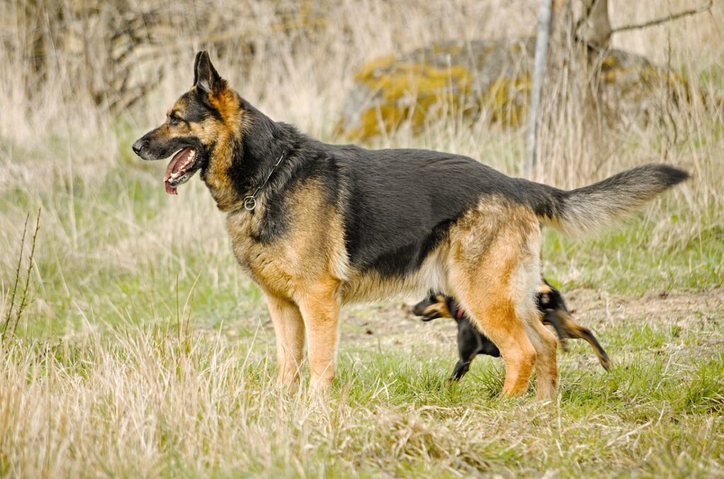 Kenmerken van de Duitse herder
