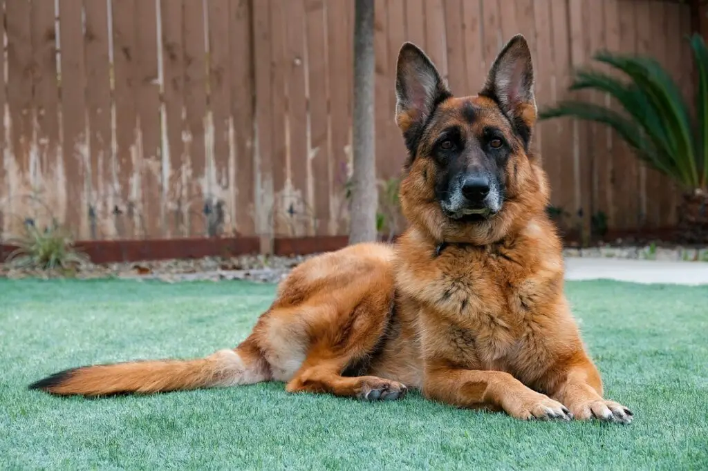 Duitse herder rottweiler mix
