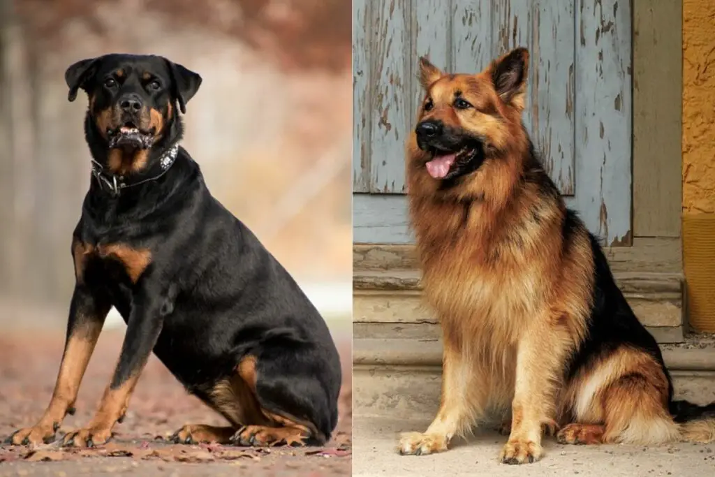 Duitse herder versus rottweiler
