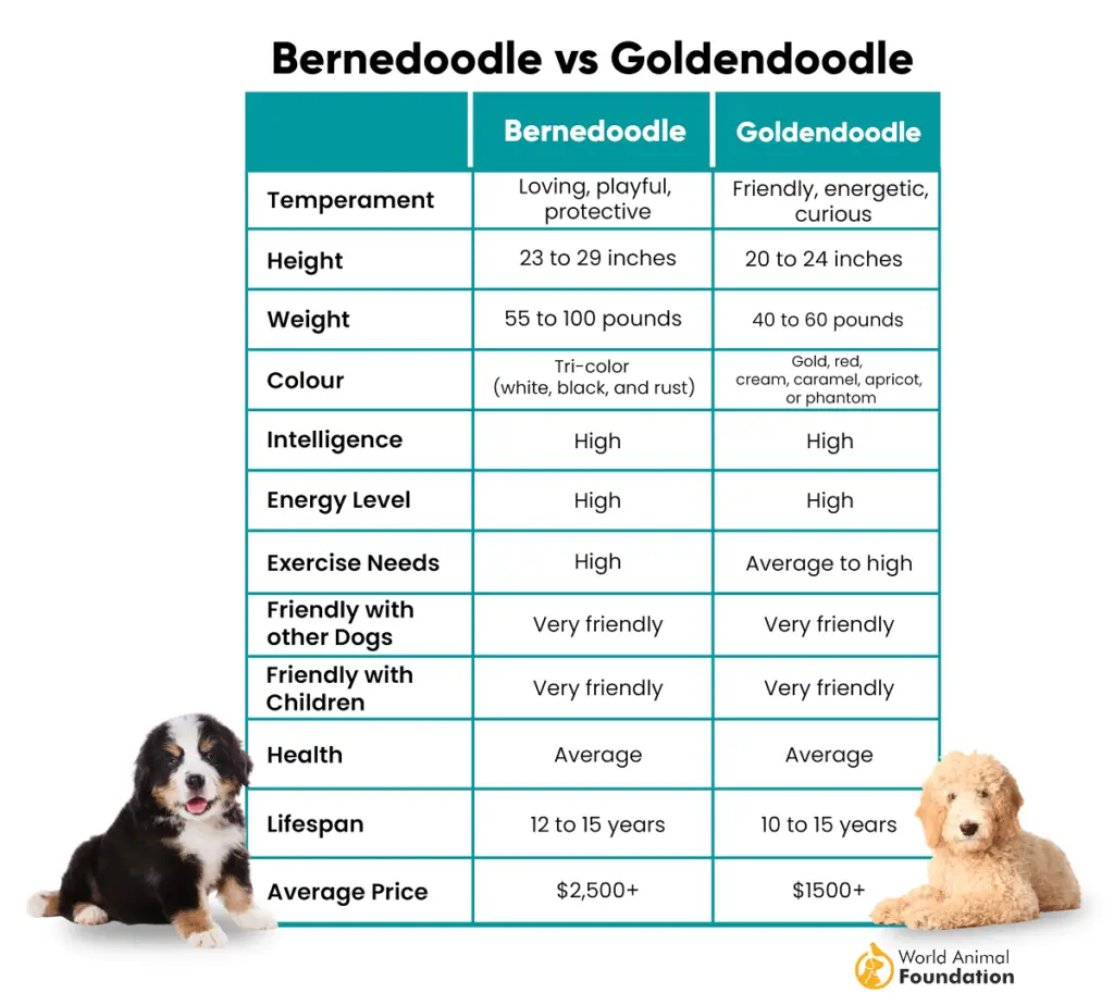 goldendoodle versus bernedoodle