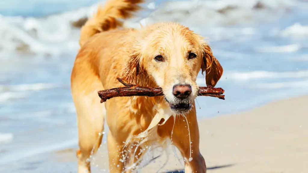 zijn golden retriever actief