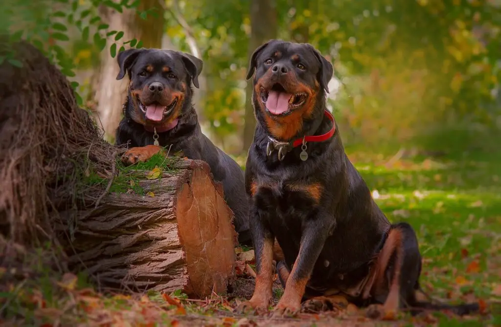 is een rottweiler een goede waakhond