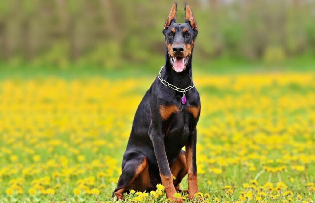 koning doberman
