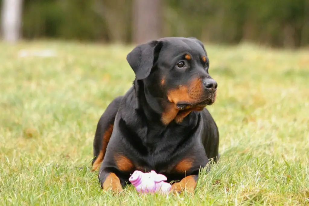 grote beschermende honden fokken 's werelds grootste waakhonden
