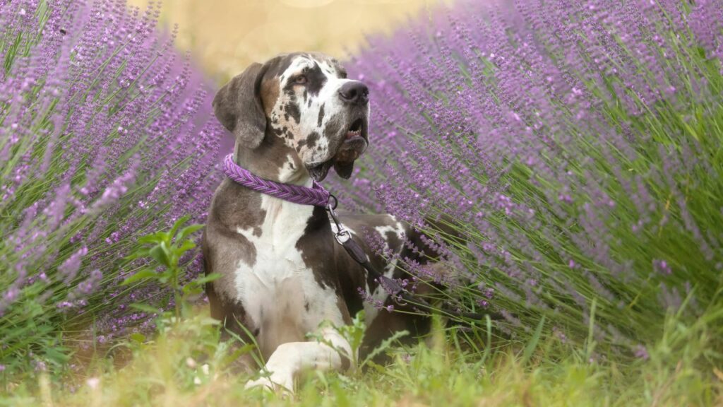 majestueus uitziende honden