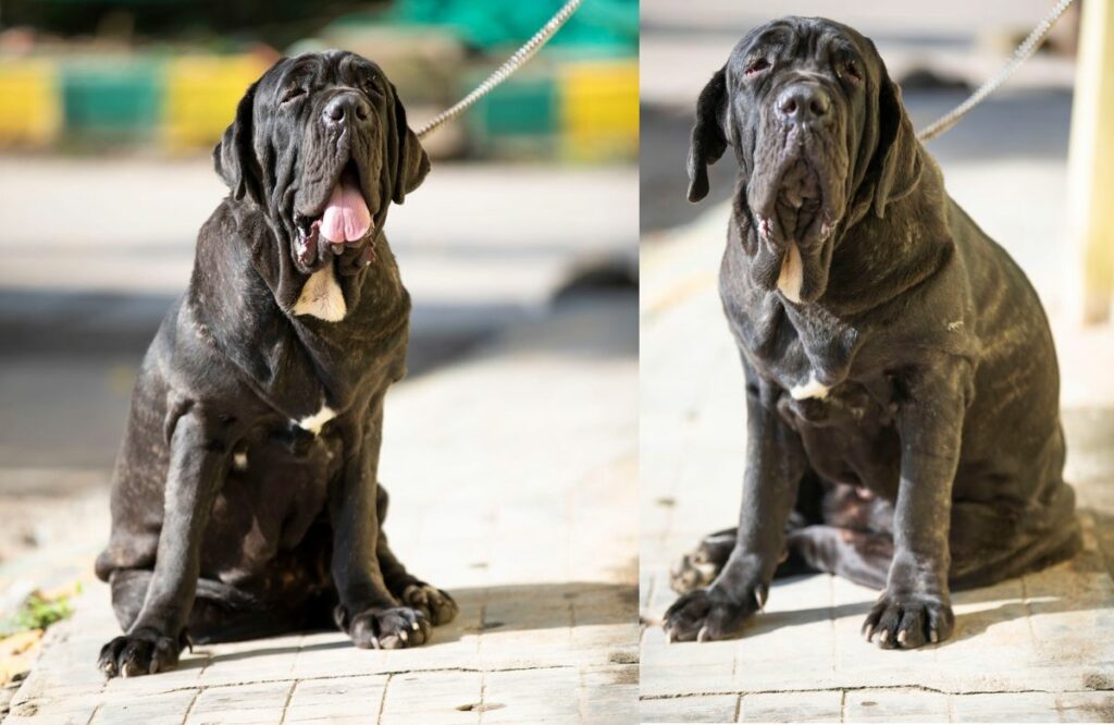 mastiff hondenras
