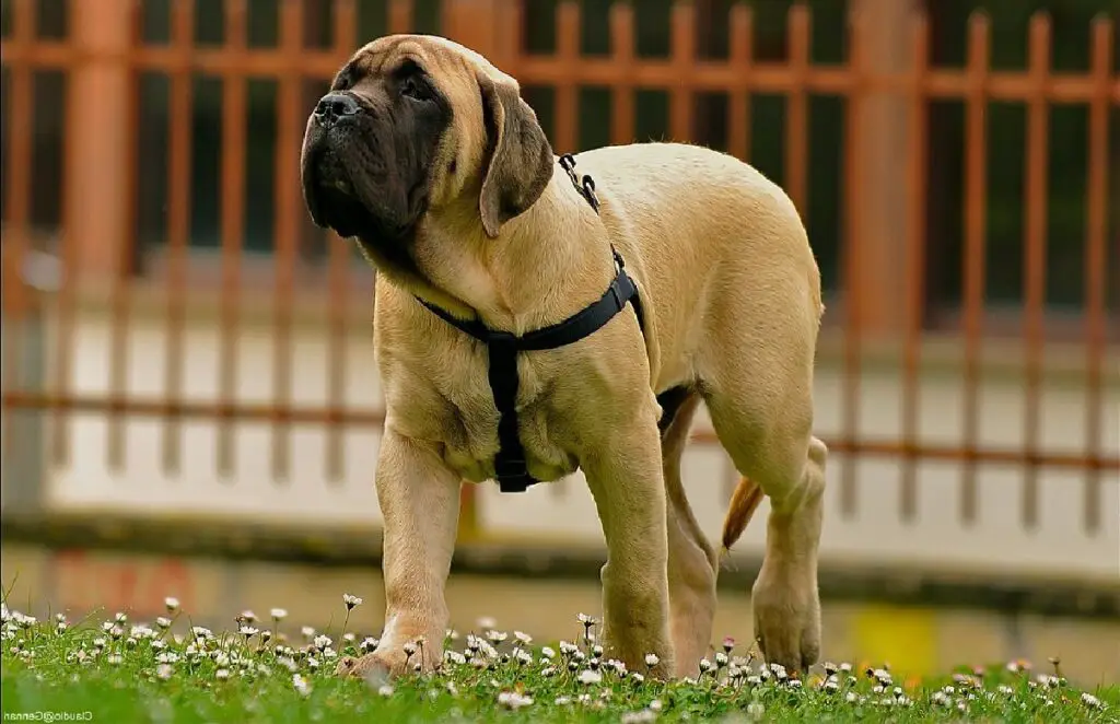 mastiff hondenrassen
