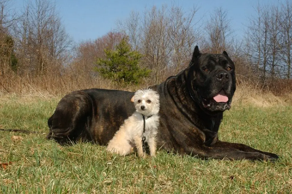 mastiff-types
