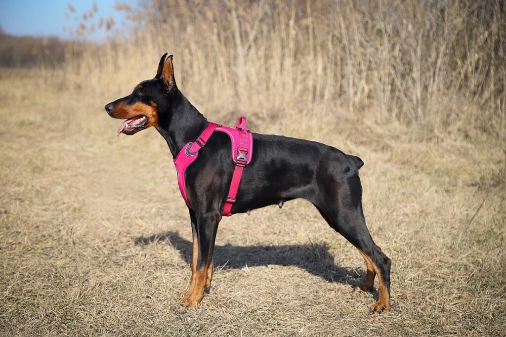 zwarte dobermanns
