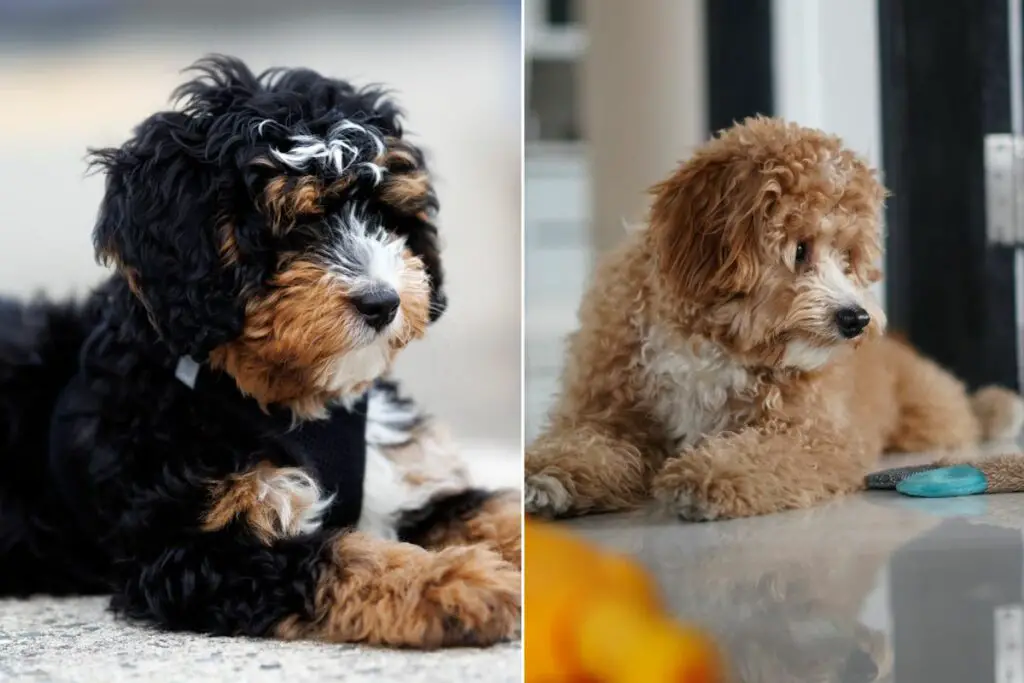 mini bernedoodle versus mini goldendoodle