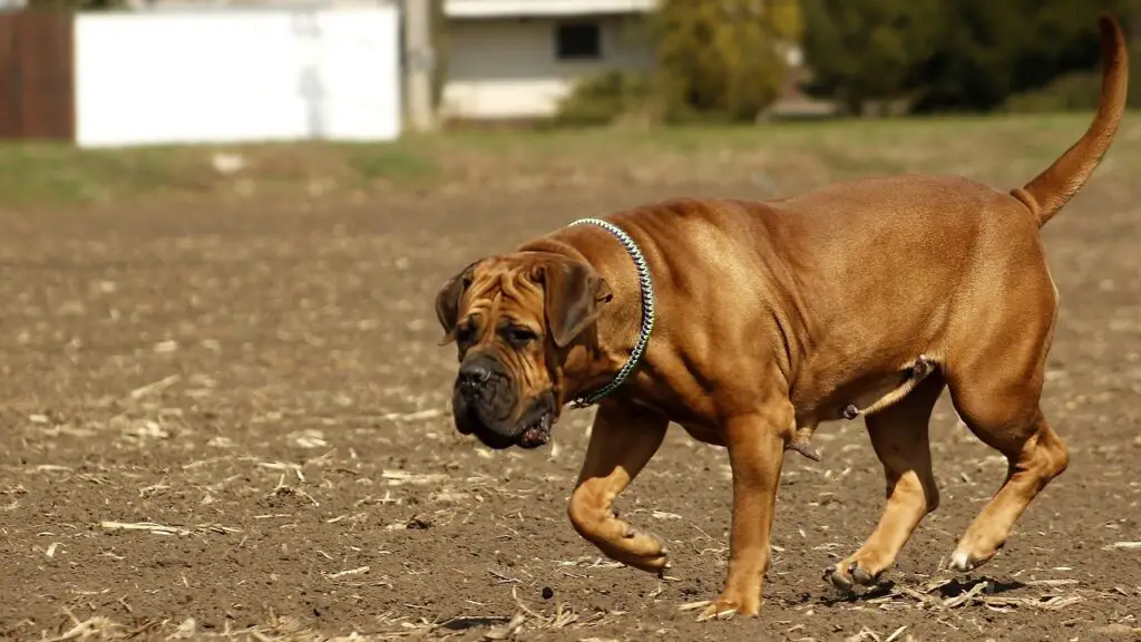 meest onverschrokken honden
