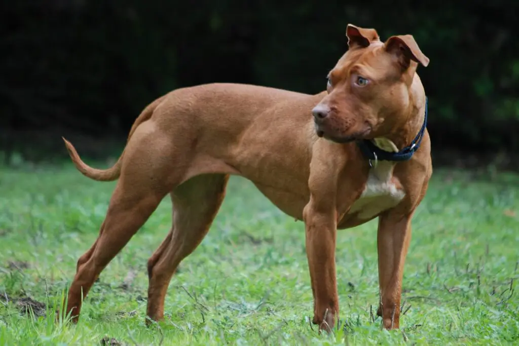 half doberman half pitbull
