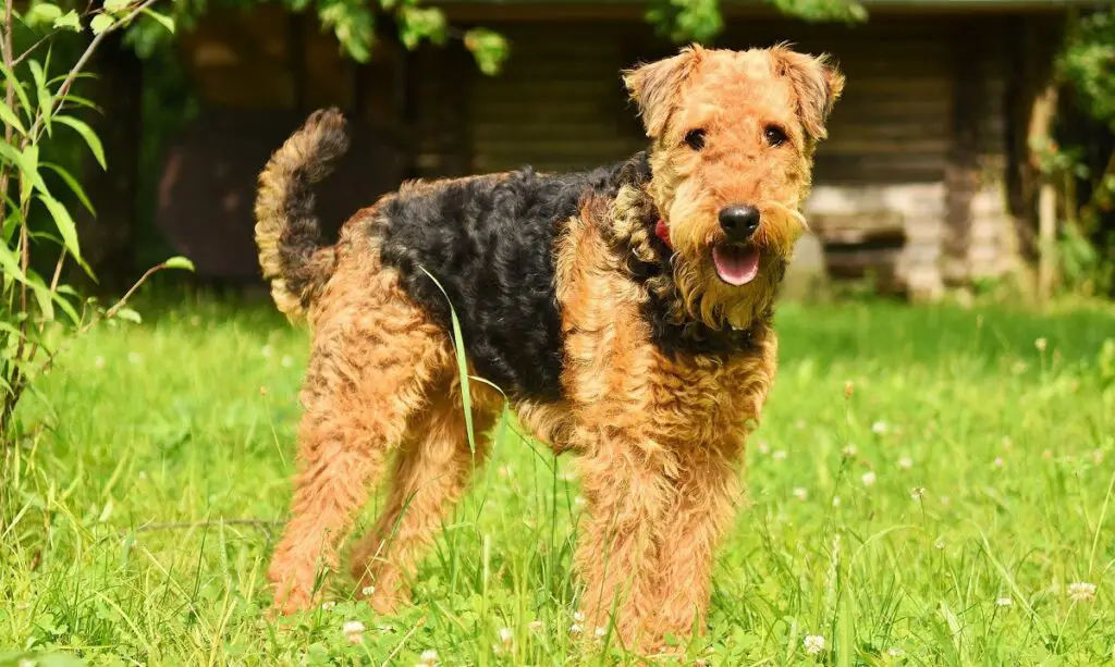 beschermende honden die niet verharen
