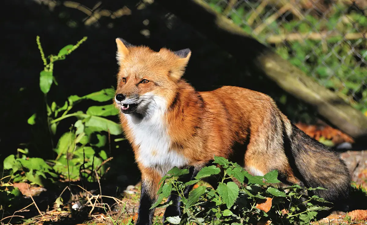 Er heeft zich een vos in mijn tuin gevestigd: wat moet ik doen?