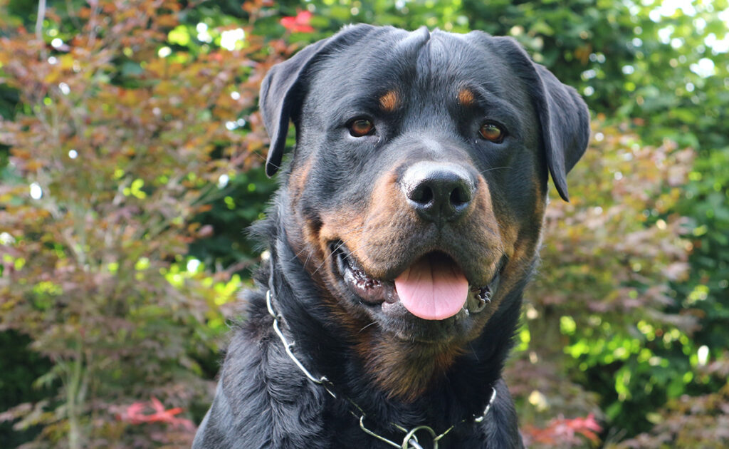 rottweiler 085404 1200 738