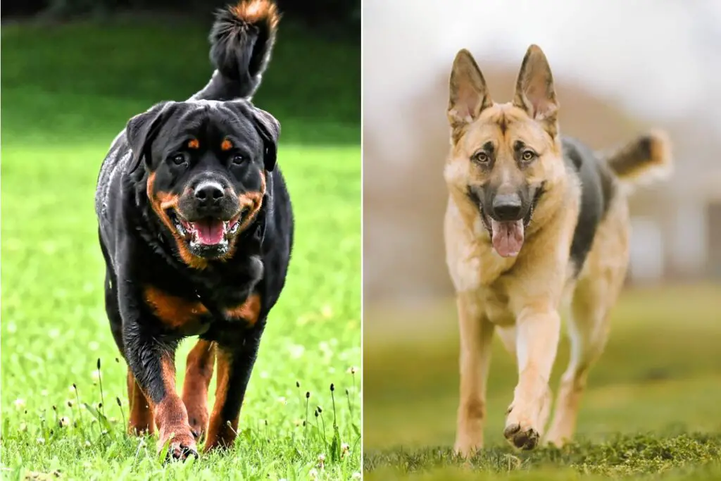 rottweiler en duitse herder
