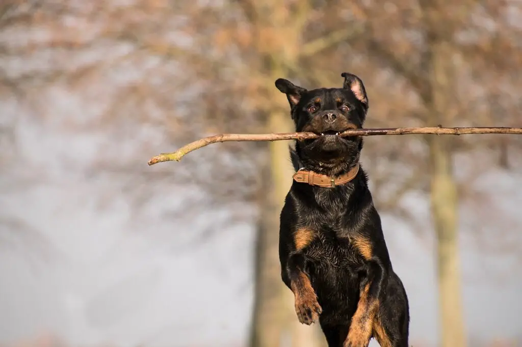 Rottweiler gemakkelijk te trainen
