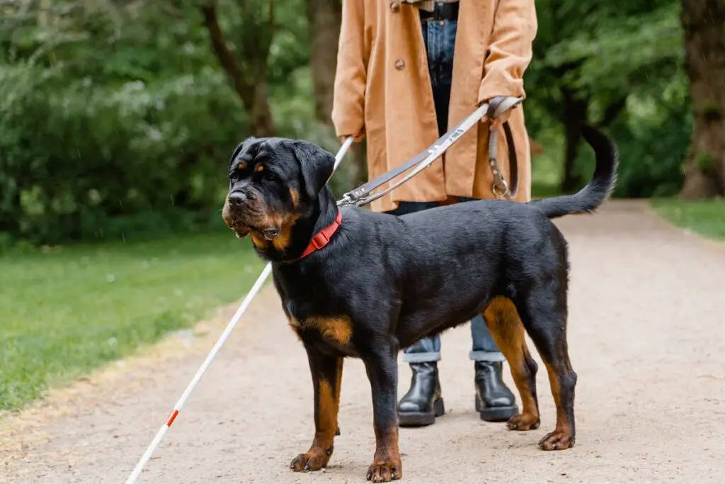 rottweiler hoogte