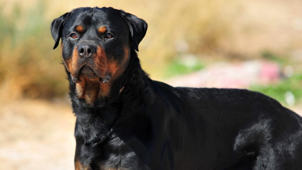 zijn rottweiler vergelijkbaar met mastiff