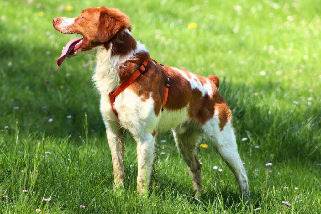 honden met korte staart
