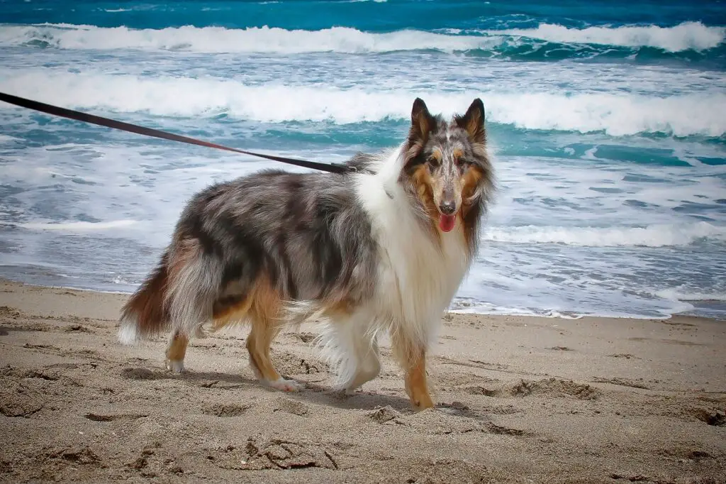 soorten bordercollies
