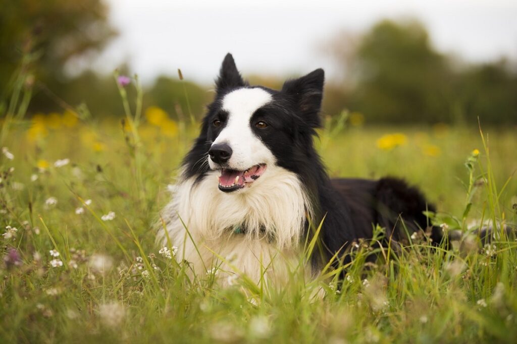 soorten collies
