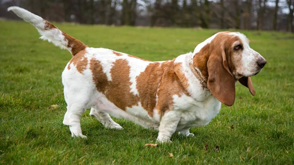 vreemde soorten honden