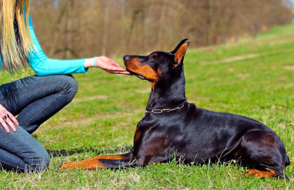 doberman gezinsvriendelijk
