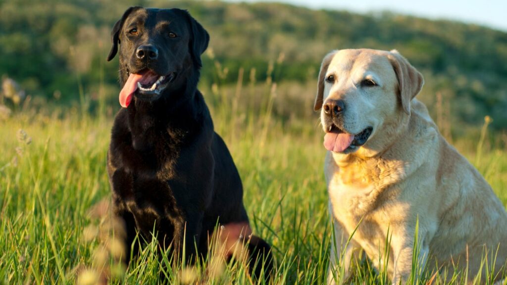 wat zijn de slimste honden