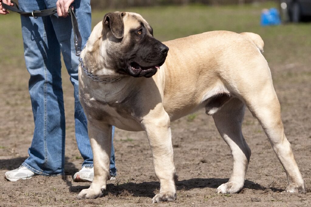 welke hond kan een wolf doden