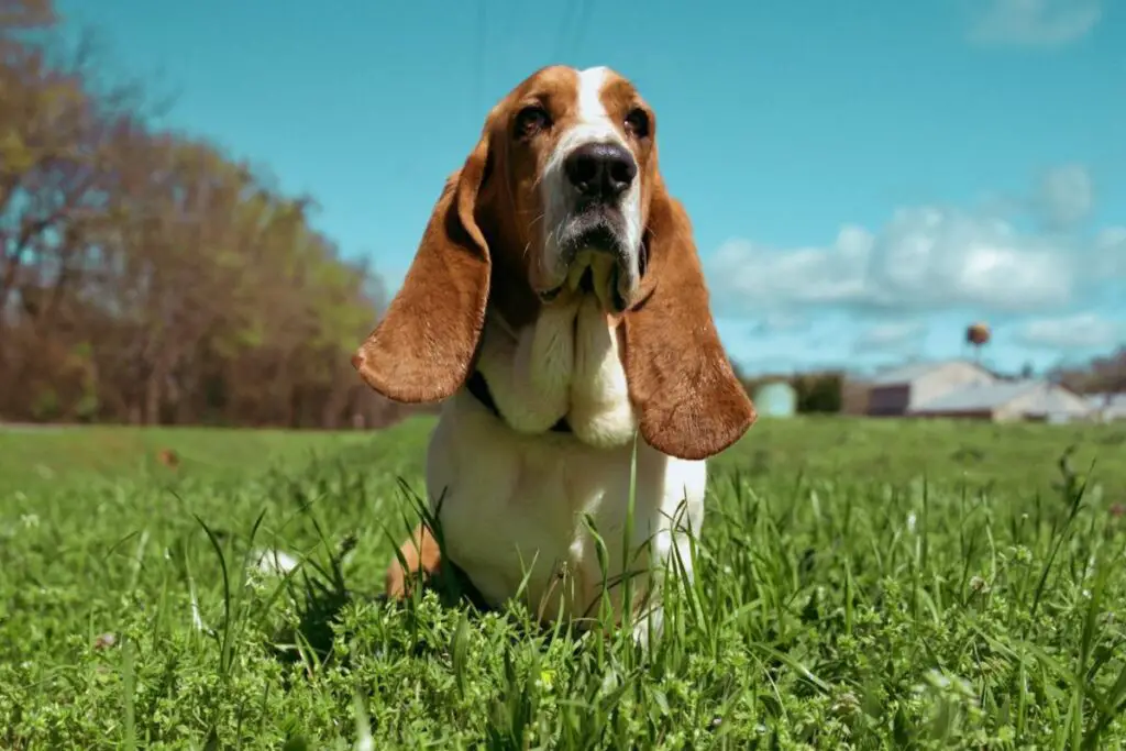 welke hond heeft het beste reukvermogen?