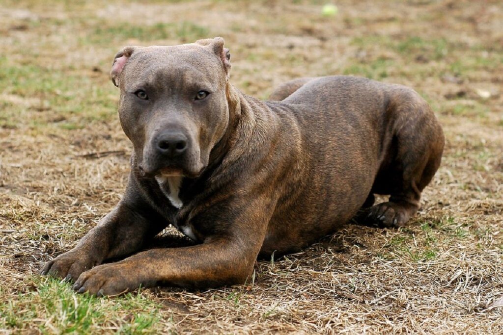 welke honden een wolf kunnen doden