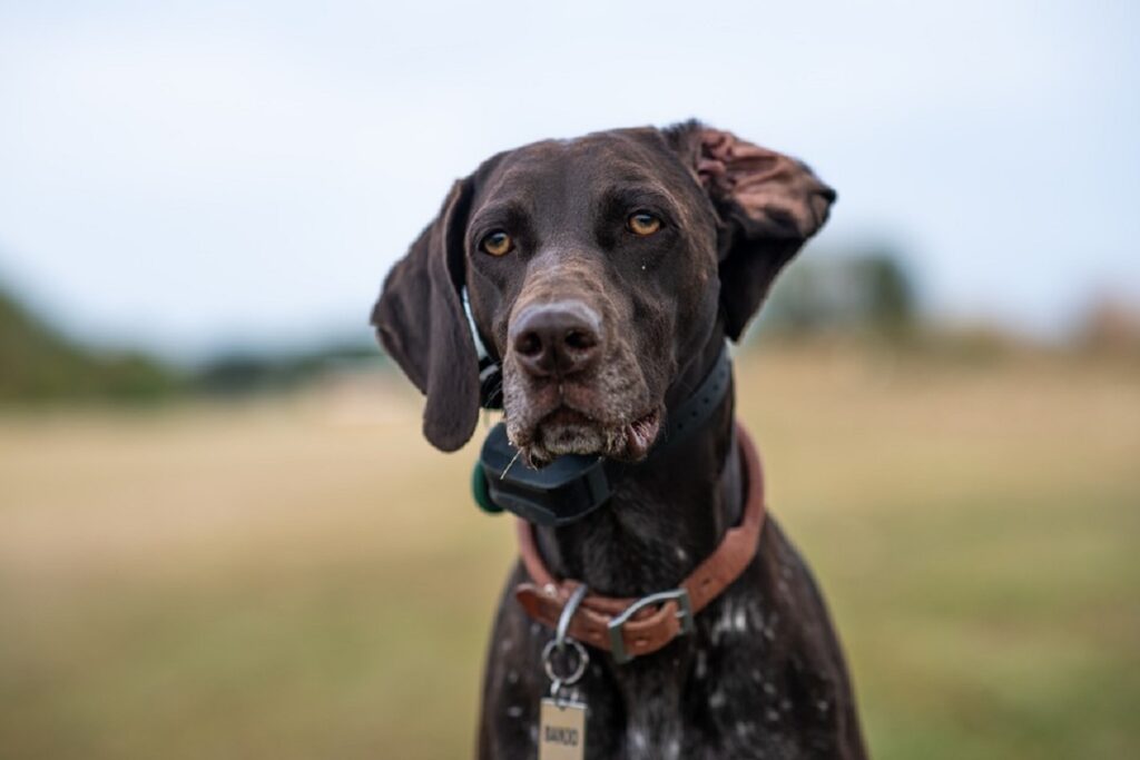 welke honden het beste reukvermogen hebben