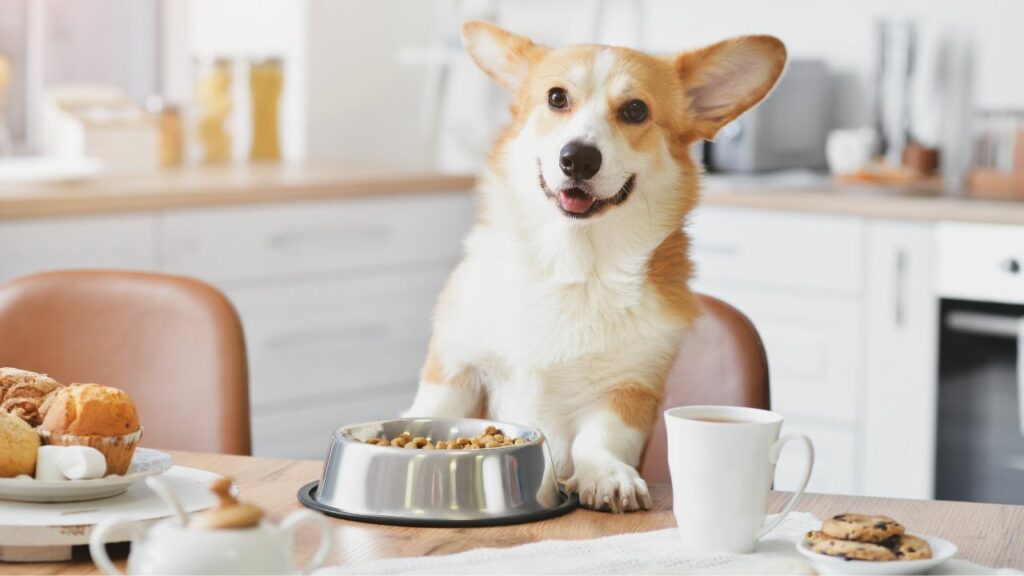 Waarom zijn honden geobsedeerd door eten?